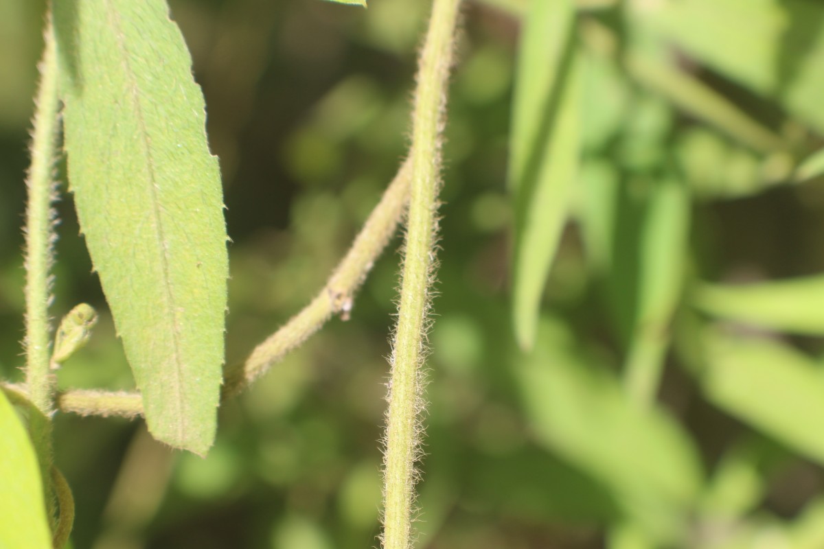 Tragia involucrata L.